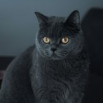 a black cat sitting on top of a wooden table