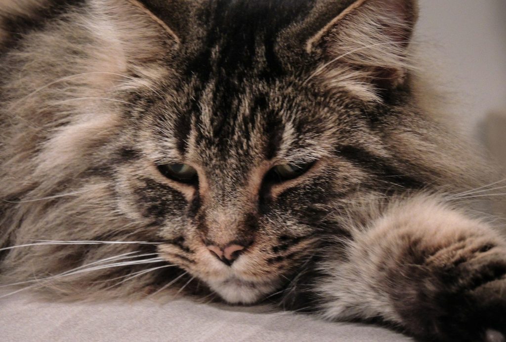 brown tabby cat