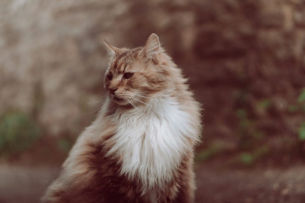 a long haired cat sitting on the ground