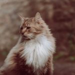 a long haired cat sitting on the ground