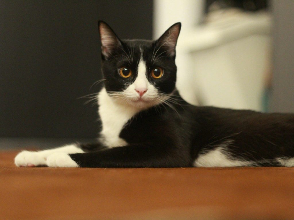 A black and white cat lies on a brown surface.