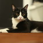 A black and white cat lies on a brown surface.