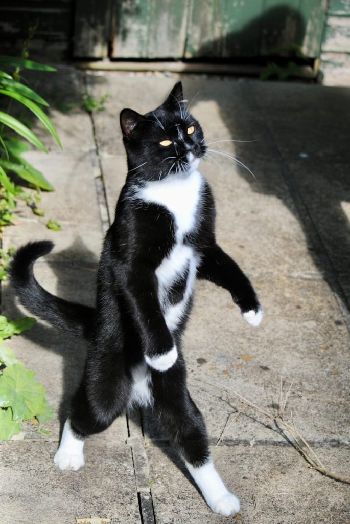 A black and white cat standing on its hind legs