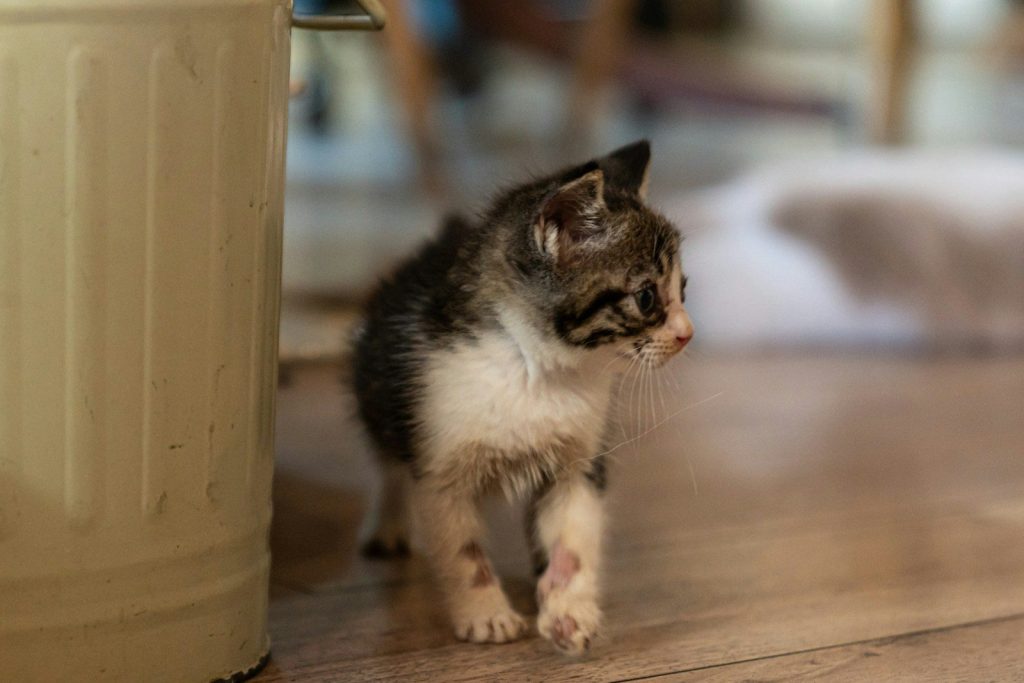 a kitten walking on a wooden floor next to a can