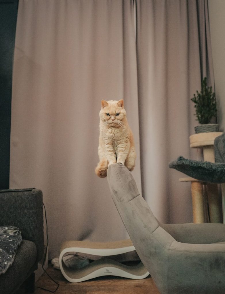 a cat sitting on top of a chair in a living room