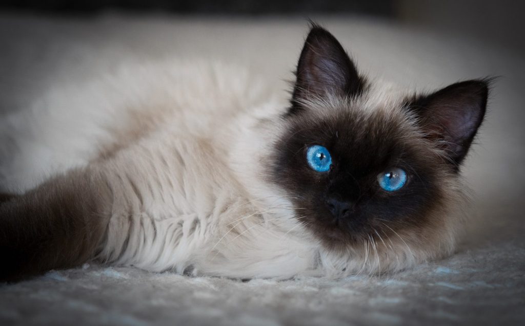 A fluffy cat with striking blue eyes lies relaxed.