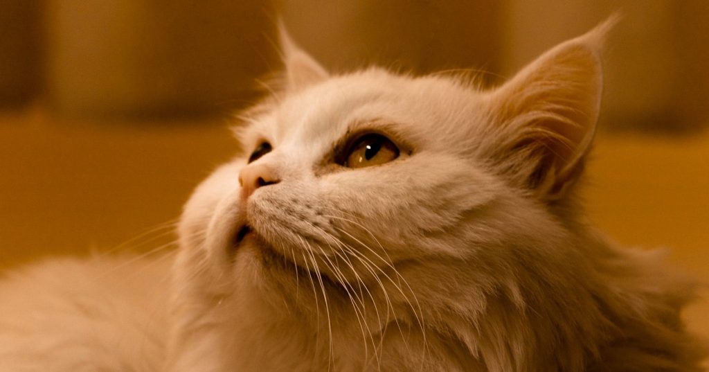 a close up of a white cat looking up