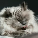 white and gray long fur cat