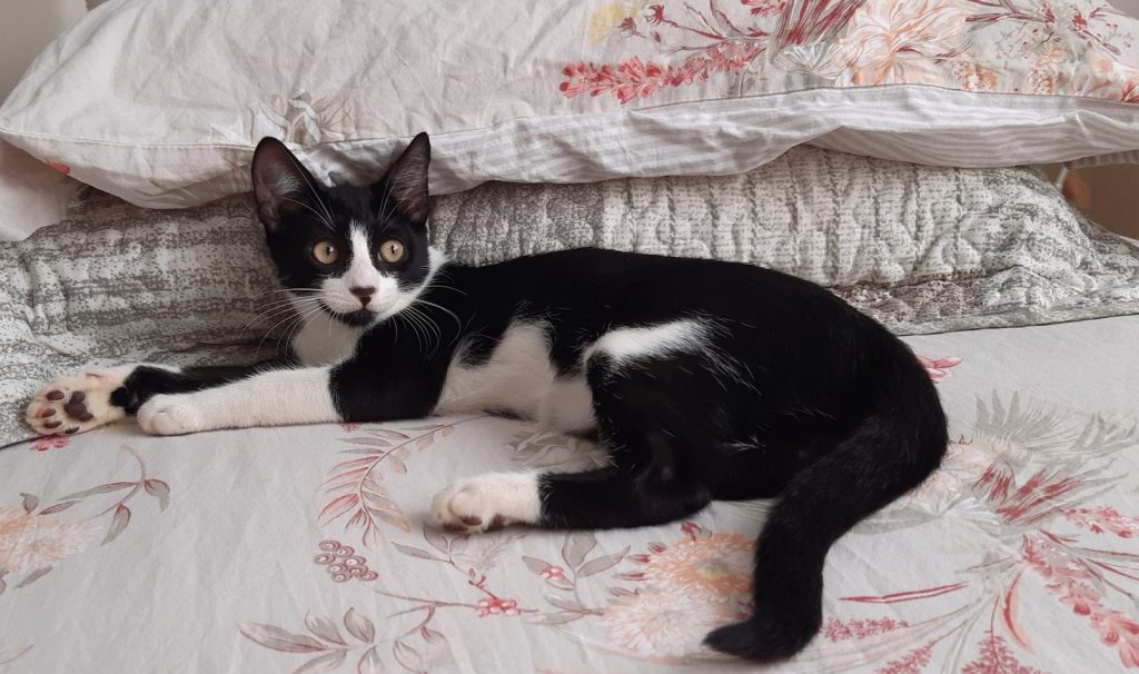 tuxedo cat lying on bed