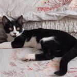 tuxedo cat lying on bed