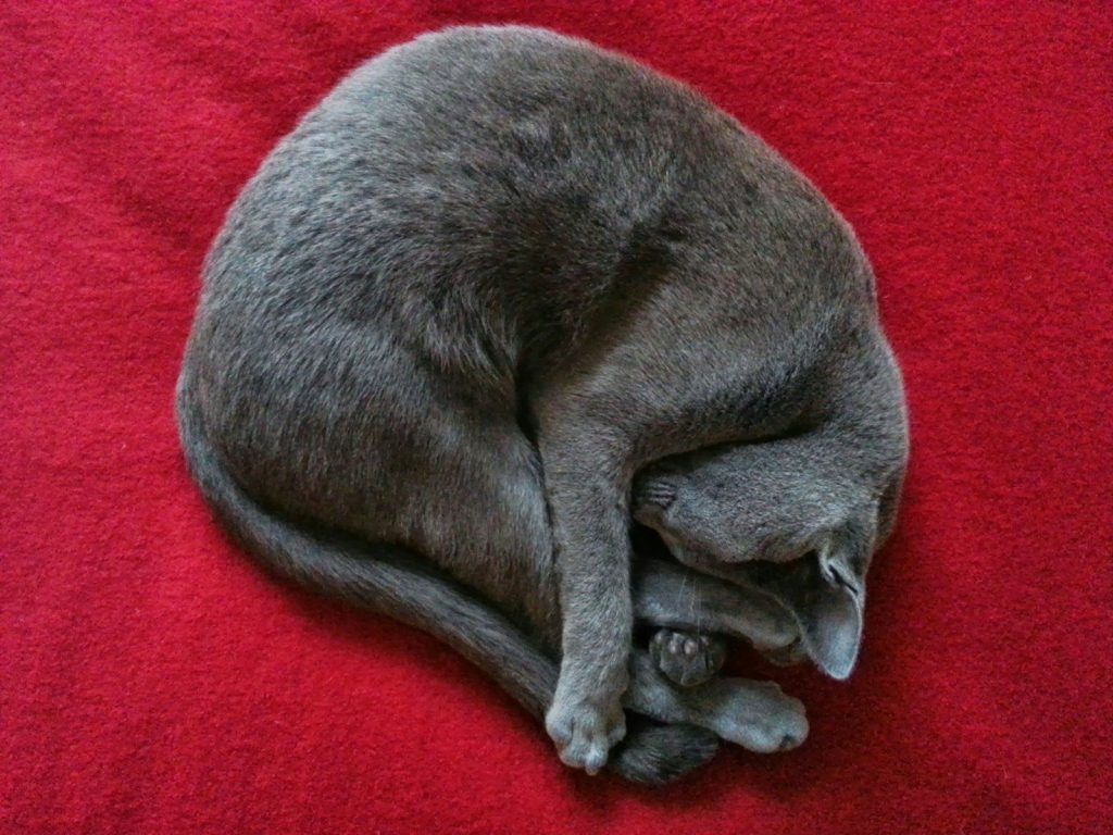 a gray cat curled up on a red blanket