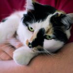 a cat lying on a person's lap