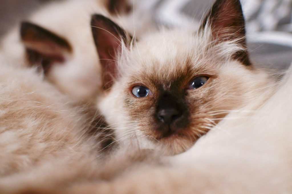 white and brown long fur cat