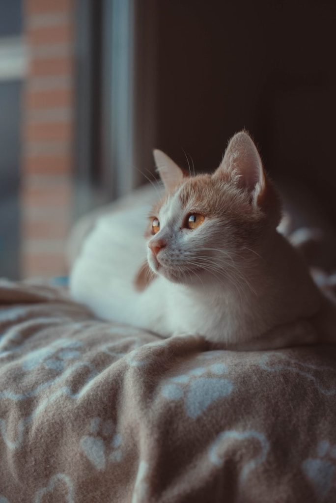 a cat lying on a bed