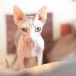 white cat on brown textile