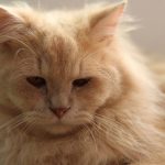 white cat in close up photography