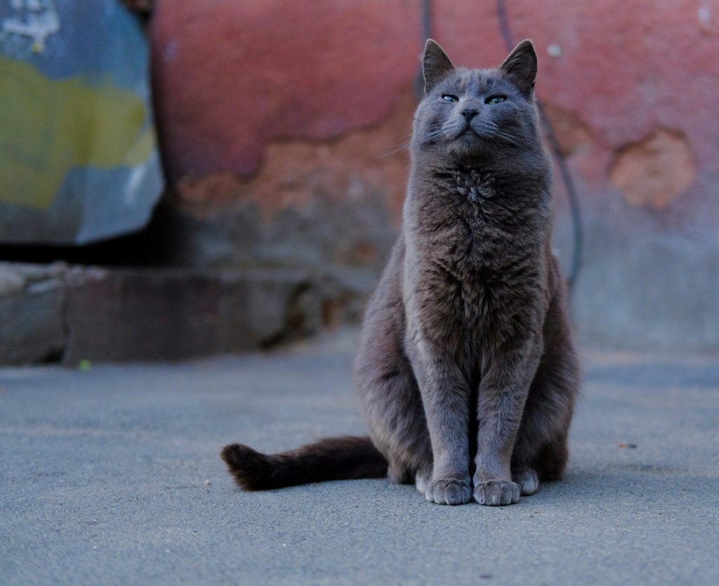 A cat sitting on the ground looking up