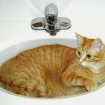A cat comfortably relaxes in the sink.
