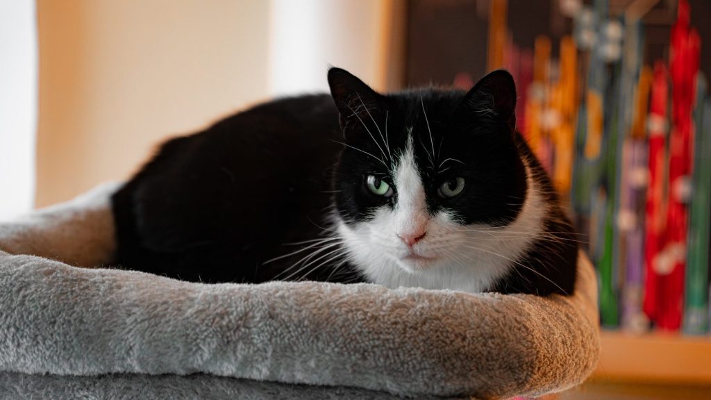 A black and white cat rests on a plush bed.