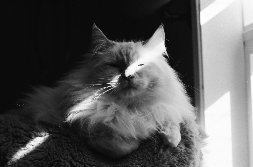 a cat that is laying down on a blanket