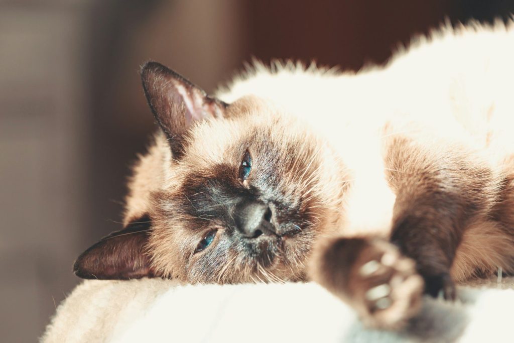 a siamese cat laying down on a white surface