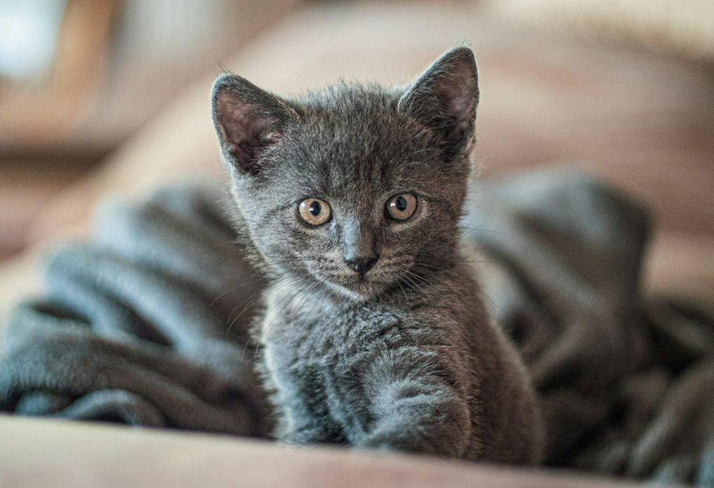 short-fur gray kitten