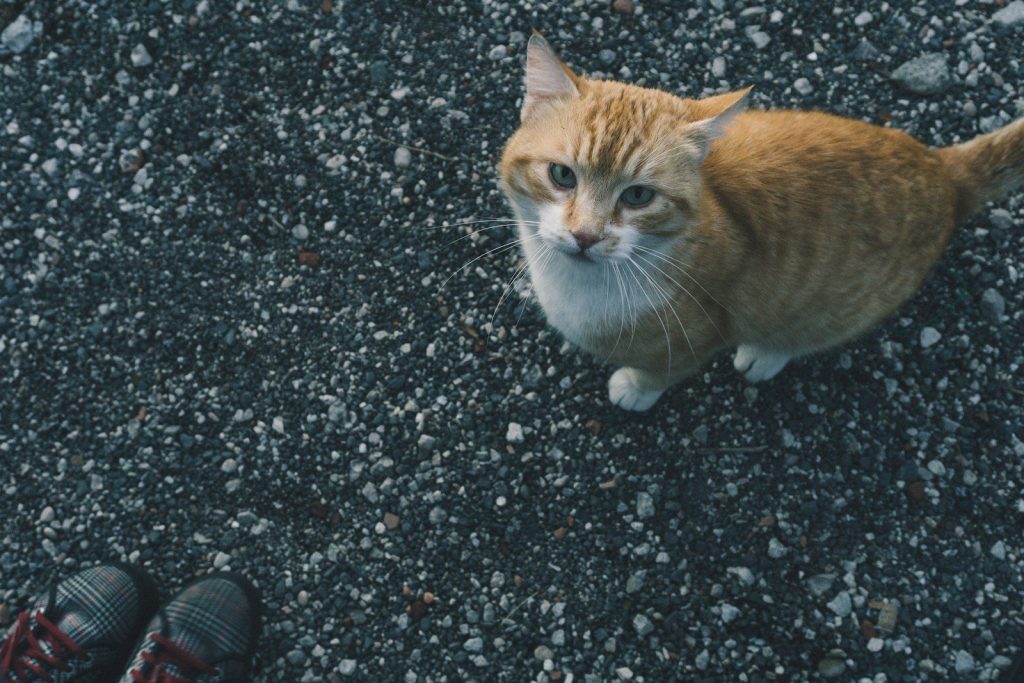orange and white cat