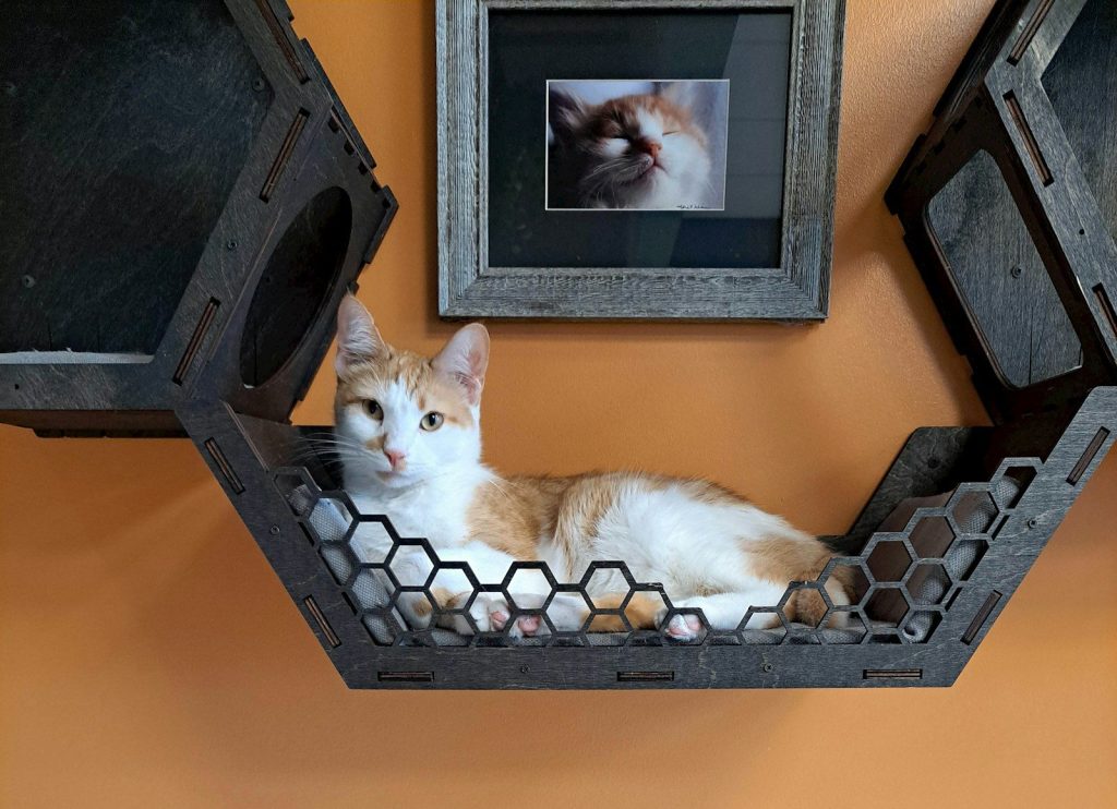 a cat laying on a shelf next to a picture of a cat