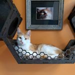 a cat laying on a shelf next to a picture of a cat