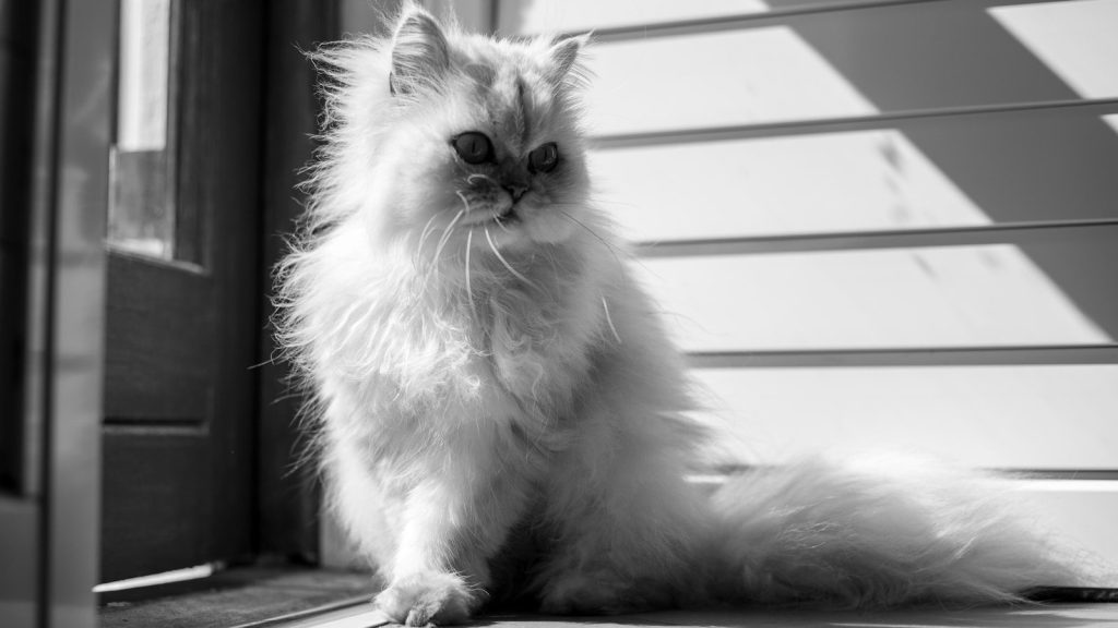 grayscale photo of long fur cat