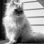 grayscale photo of long fur cat