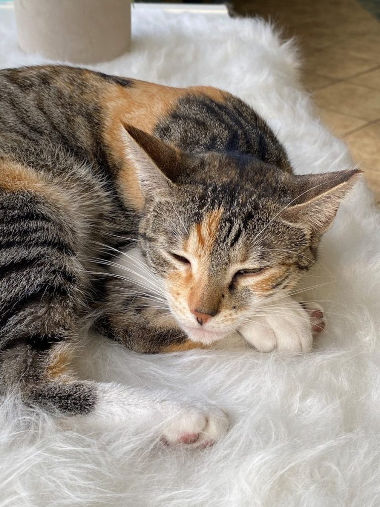 brown tabby cat lying on white textile