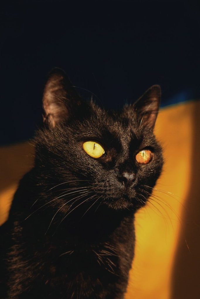 A black cat gazes with intense, glowing eyes.