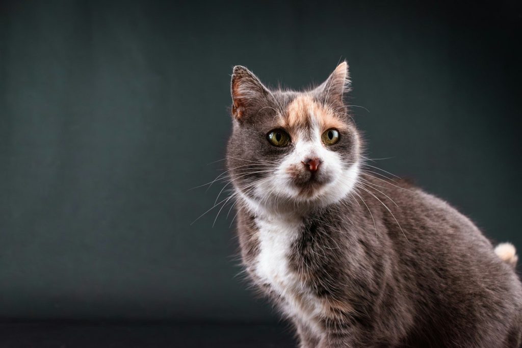 A calico cat with grey, white, and orange fur.