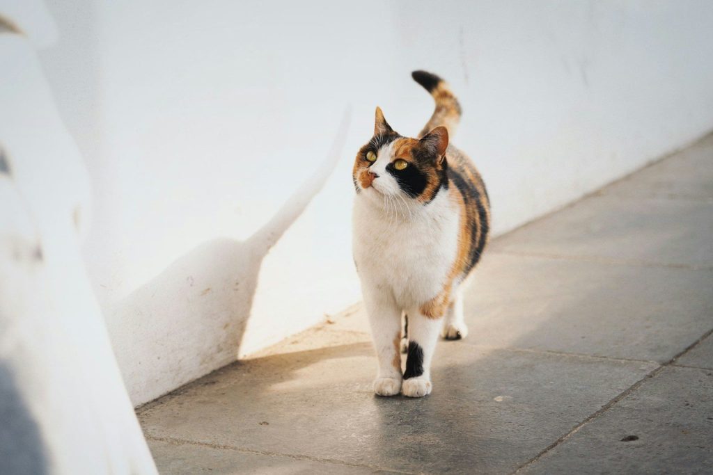 white brown and black cat on gray concrete floor