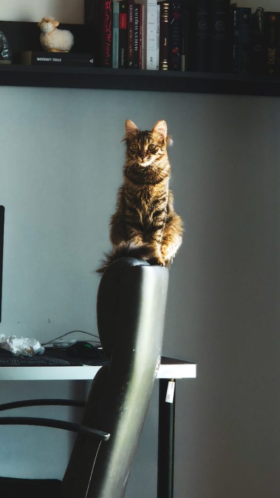 A cat sits atop a chair, regal.