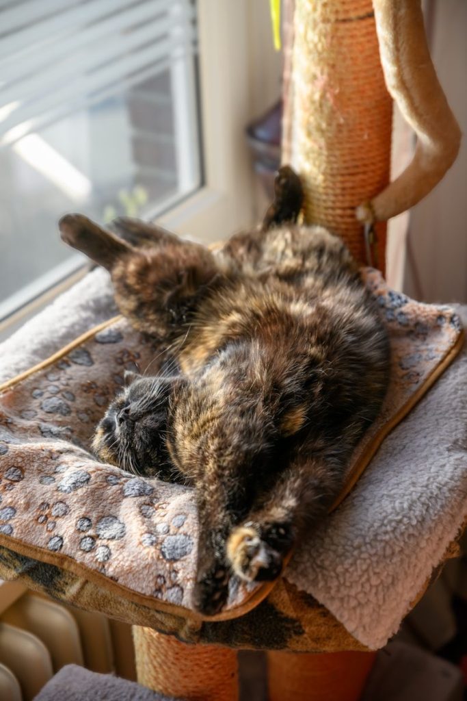 A tortoiseshell cat sleeps on a scratching post.