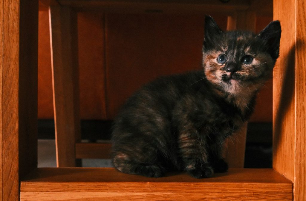 A small tortoiseshell kitten sits on wooden furniture.