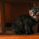 A small tortoiseshell kitten sits on wooden furniture.