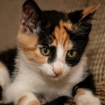 calico cat on brown and white textile