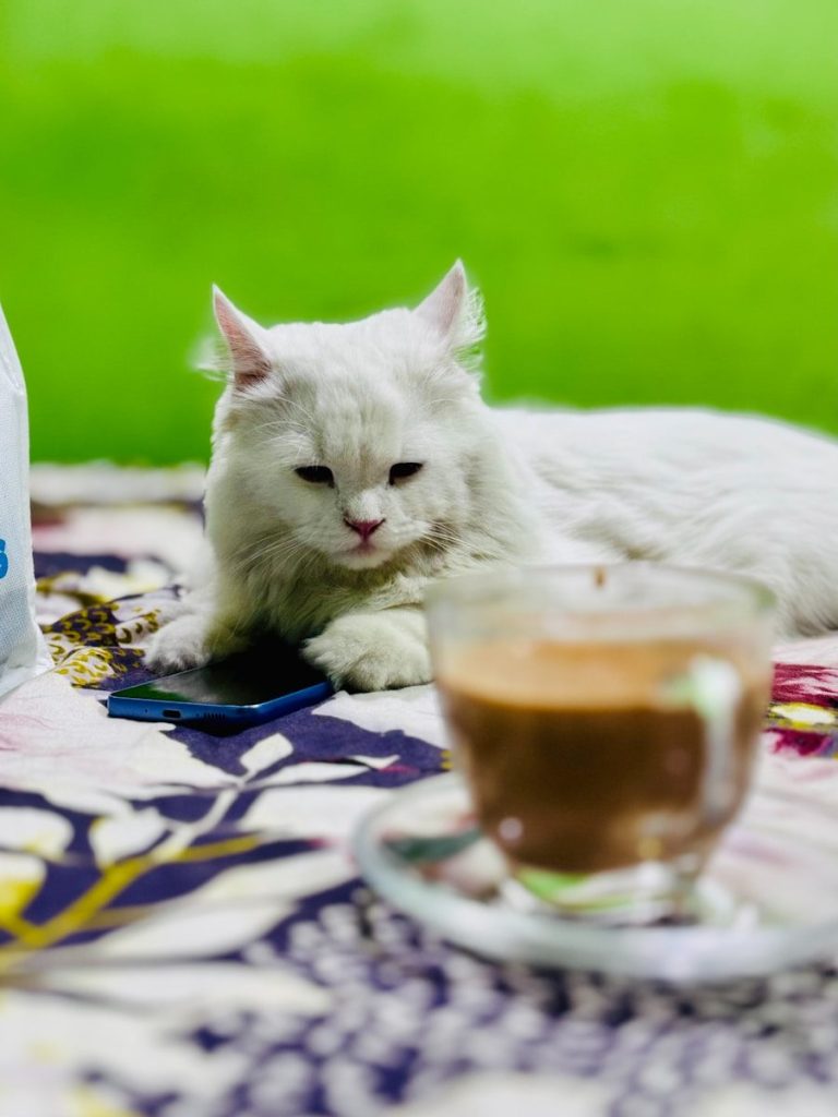 Fluffy white cat rests near coffee and phone.