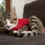 a cat wearing a red shirt laying on a couch