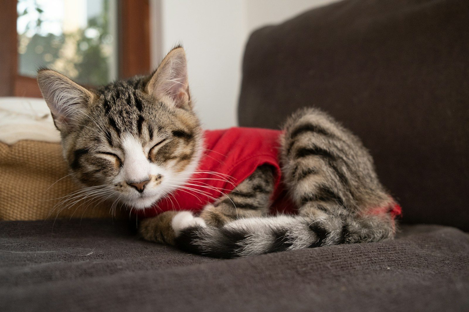 a cat wearing a red shirt laying on a couch