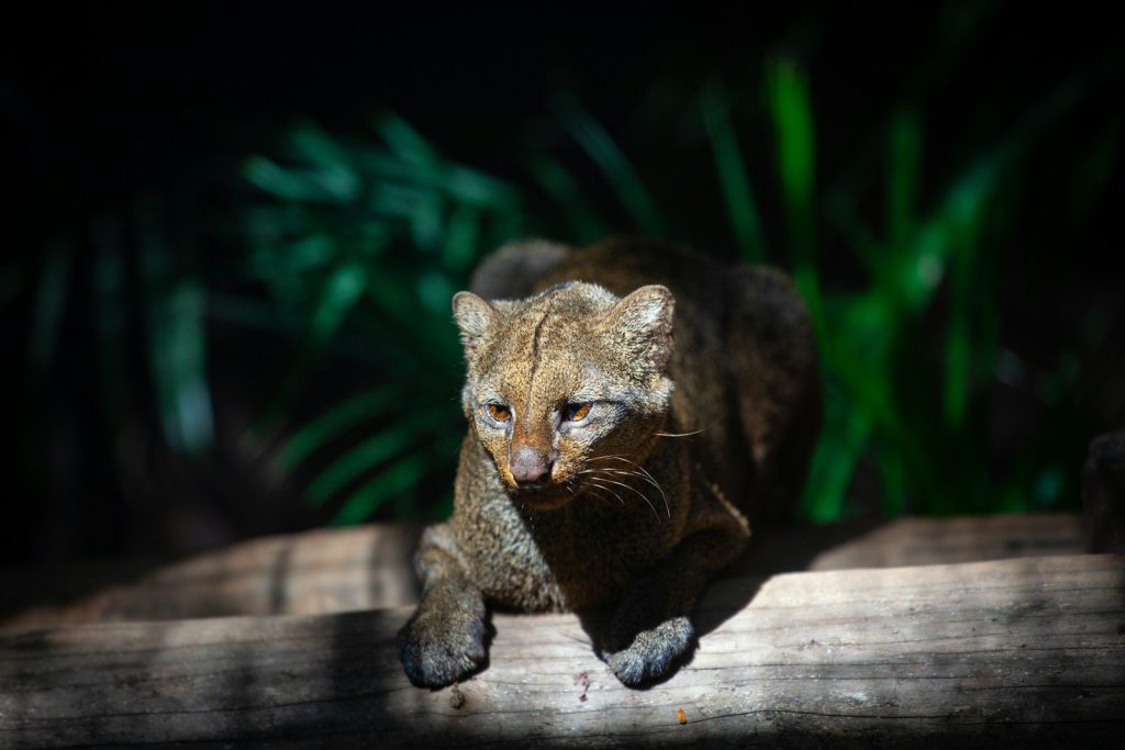 a close up of a cat on a log