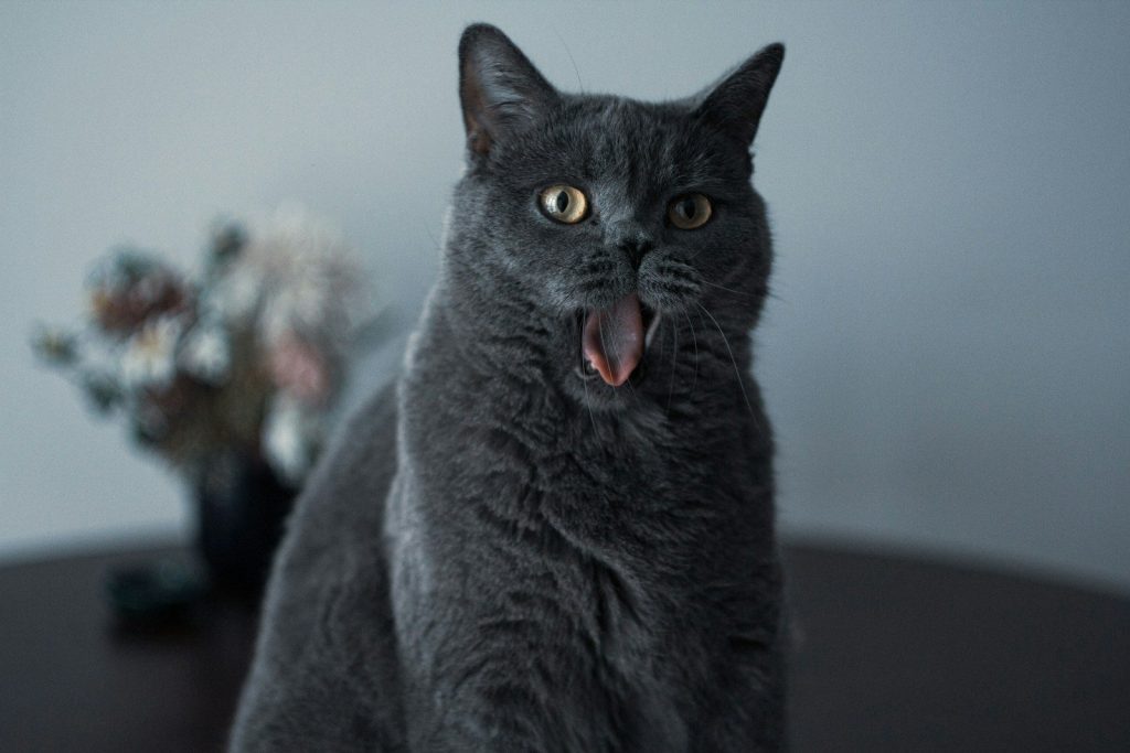 a gray cat sitting on top of a table