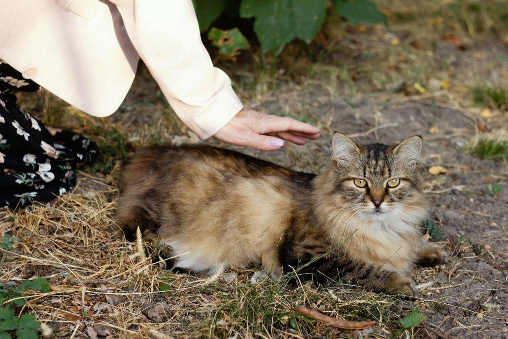 A woman petting a cat on the ground