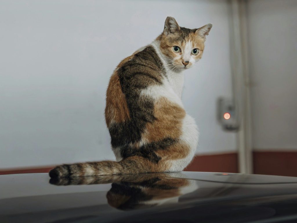 A calico cat sits on a dark surface.