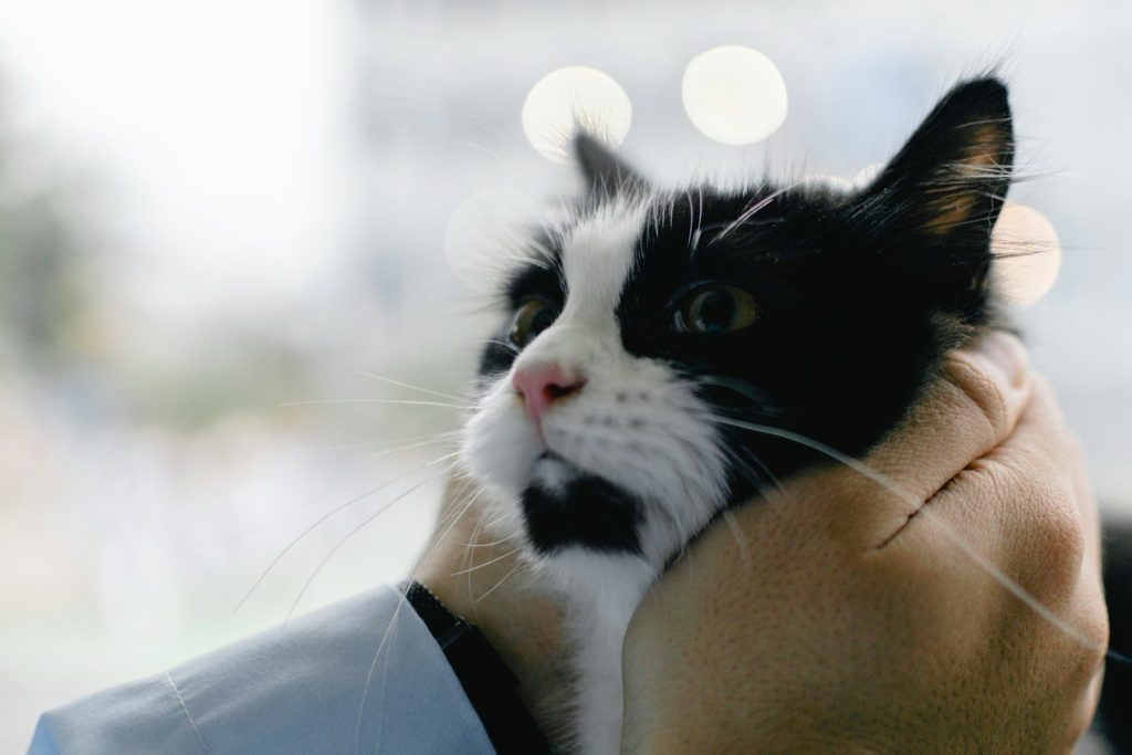 a black and white cat is being held by a person
