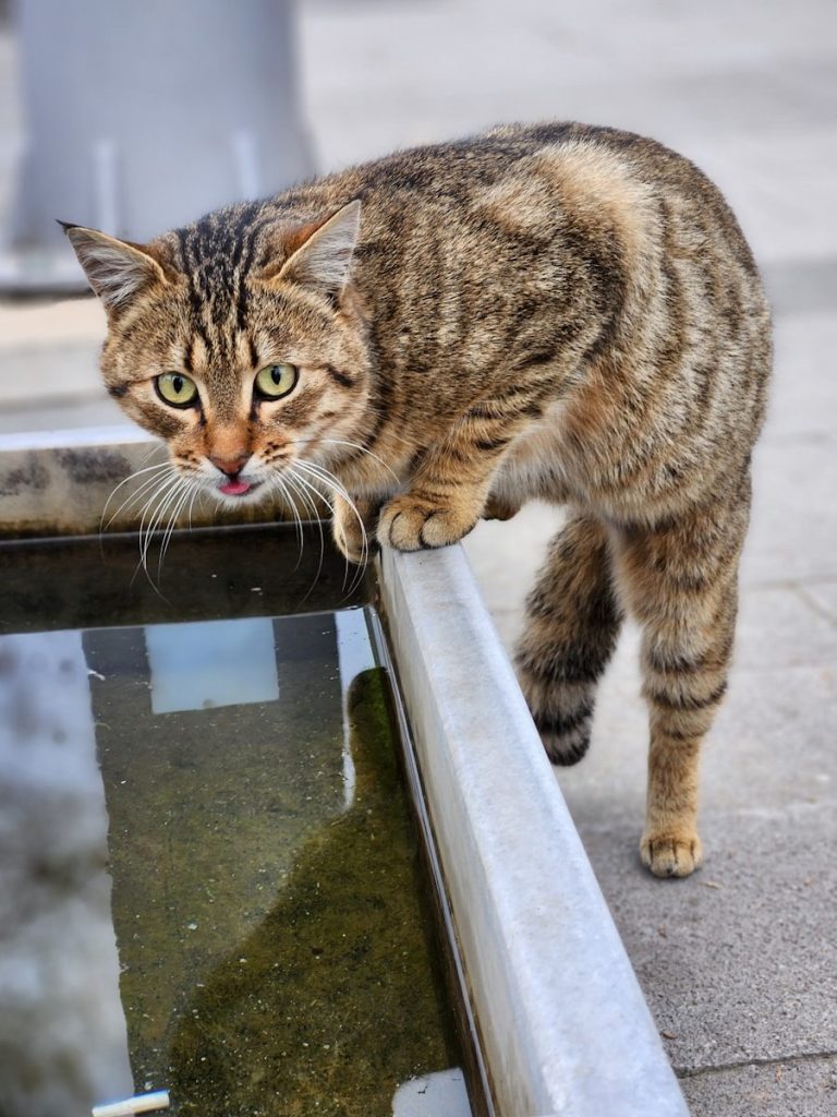 A tabby cat drinks from a water fountain.