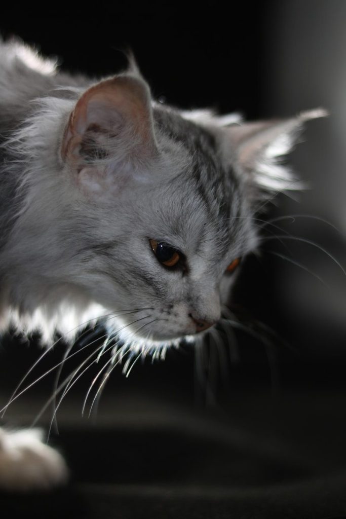 a white cat with orange eyes